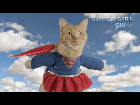 Cats Model Superhero Fashion // Presented By BuzzFeed & The CW's Supergirl Cats Model Superhero Fashion // Presented By BuzzFeed & The CW's Supergirl