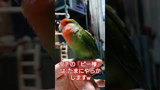 許す！(^^♪ #コザクラインコ#lovebird#小桜#インコ#shorts