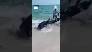 Florida Couple Helps Shark Back into Ocean | AccuWeather (🐋