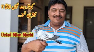 Kabotar ka ilaj by Ustad Moshi Lahore | Breeding Tips |  کبوتر کے بت نہ ڈالنے کا علاج