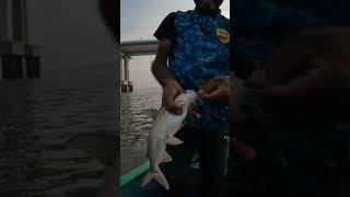 खांदा मासेमारी मध्ये भेटली शिंगाली 🎣🐟#viralvideo #agarikoli #fishcatching #aagarikoli #fishing