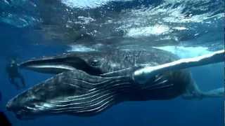 giant whale eats cameraman