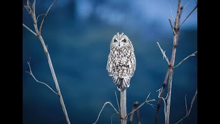 コミミズク（Asio flammeus）枝止まりVer