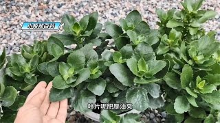 长寿花最爱喝这“3种水”，1个月浇一次，叶片肥厚开花多