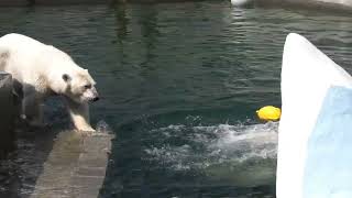 2019/07/13 ノボシビルスク動物園　ホッキョクグマ　ゲルダ　ノルジ　シャイナ