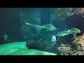 amazing magic ray sharks big fish seabed