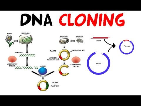 What is the purpose of cloning a gene?