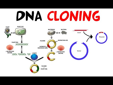 DNA Cloning - YouTube