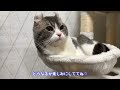 一万円の猫ってどんな猫？お迎え決定