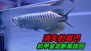 金龍魚斷掉的尾巴找到了，已經破爛不堪，殘缺不全