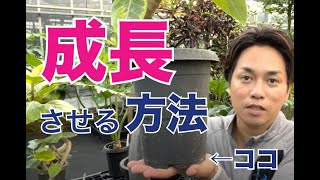 観葉植物を大きくする方法②【観葉植物】【ゴムの木】【曲げ】