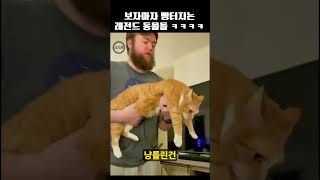 진짜 보자마자 빵터지는 레전드 동물들 ㅋㅋㅋㅋ  #shorts