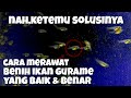 bagaimana cara perawatan telur ikan gurame-meminimalisir kegagalan