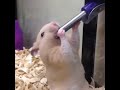 cute hamster drinking water.