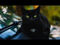 اجمل صور للقطط السوداء the most beautiful pictures of black cats