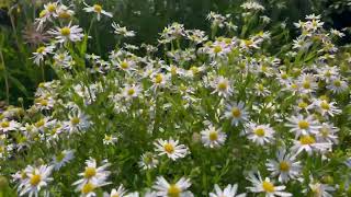 Leucanthemum 'Madonna' | Shasta Daisy