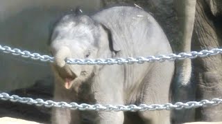 【アジアゾウ】お母さんのマネをする可愛い赤ちゃん　円山動物園