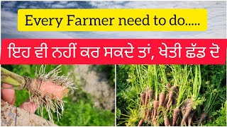 ਗਾਜਰਾਂ, ਮੁਲੀਆਂ ਦੇ ਡੱਕ ਲਾਉਣੇ , ਬੀਜ ਤਿਆਰ ਕਰਨਾ• Seed production of Carrot \u0026 Radish