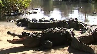 Which lake in Florida has the most alligators?