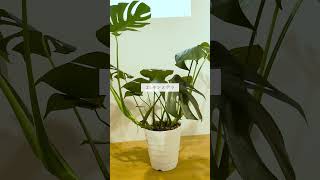 🍀冬でも枯れにくい　おすすめ観葉植物３選🍀【☘Life with Houseplant】11-12