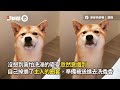 阿金被抓去洗澡臉超臭！ 坐床邊賭氣不理媽｜寵物動物｜黃金獵犬｜狗狗