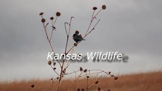 Kansas Wildlife