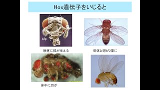 現代人の科学生物進化対面4回2022 edit