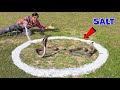Cobra Snake in Salt Circle | क्या कोबरा सांप नमक के घेरे को पार कर पायेगा? 5 Snake Myths Tested