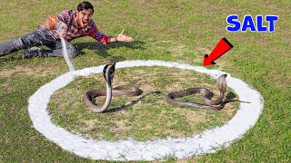 Cobra Snake in Salt Circle | क्या कोबरा सांप नमक के घेरे को पार कर पायेगा? 5 Snake Myths Tested