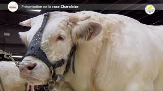 SIA 2023 : PRESENTATION DE LA RACE CHAROLAISE