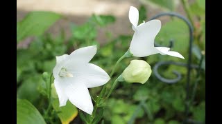 小さな窓の花ごよみ 653 夏の花 Ⅱ ♪ Amazing Grace：ジュデイ・コリンズ ♪