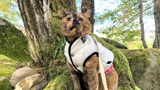 【秋キャンプ】犬と猫とおひとりさまの野遊び〜ハロウィンBGMバージョン〜