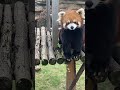 小熊貓和你打招呼！the red panda says hello to you