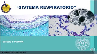 Temp3 Respiratorio3 Pulmón