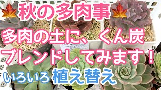 【vlog112】【多肉植物】秋の植え替え🪴くん炭を土にブレンドしてみました🍀鉢を統一していきます❣️初心者🔰