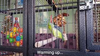 Talking Parrotlet - Ditty says 20 phrases in one minute