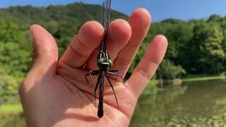 コオニヤンマ♀ (2023年08月20日) | Catching A Ko-Oni-Yamma, The Larger Dragonfly, With A Net (August 20)