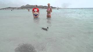 Cormorant Fishing in Majorca