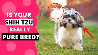 How to Identify a Pure Shih Tzu Puppy?