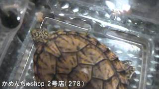 278　食欲確認映像 2016.2.11現在　スジクビヒメニオイガメ