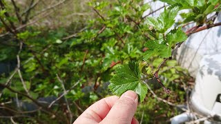 木苺はあちこちに増える！田舎は物々交換が当たり前