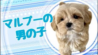 ハーフ犬・マルプーの子犬　（平野瓜破）