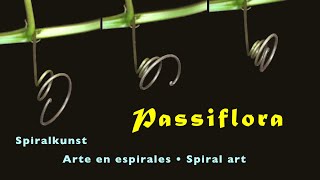 Passiflora, Passionsblume, maypop, Maracuyá, Spiralenkunst, Arte espirales, Spiral art, trilingual