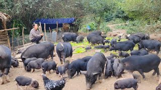 The woman living in the forest raises large chickens, sits watching and worrying about the pig food.