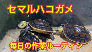 セマルハコガメ　毎日のお世話