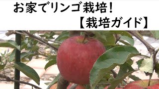 Growing apples at home [Growing guide]