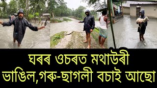 সকলো শেষ হৈ গ'ল,পানীত উটি গ'ল😢😢 nilotpal chaliha vlog..Darrang flood