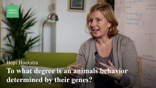 Genetics of Wild Mice Behavior - Hopi Hoekstra