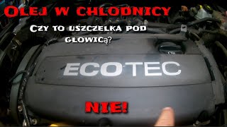 Olej w chlodnicy! To nie uszczelka pod głowicą! Zobacz zanim wydasz kasę na remont silnika ! ecotec