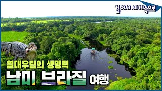 악어, 독수리, 피라냐! 열대 우림 속 넘쳐나는 생명력🌱 '브라질 여행2⃣' (KBS_20160123)